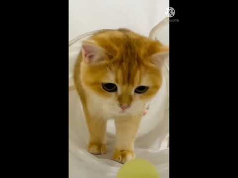 #babycat #funnycats #Suhana Cats - Cute and Funny Cat Videos Compilation #004 | Suhana Music Company