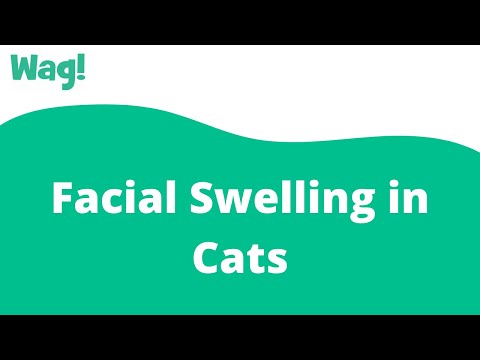 Facial Swelling in Cats | Wag!