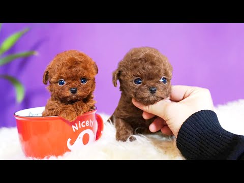 Top 10 Miniature & Teacup Dog Breeds