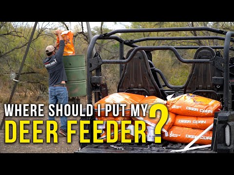 Where Should I Put Up a Deer Feeder?
