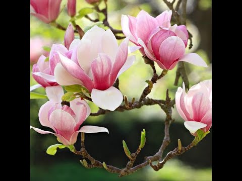 2021.03.21 Seattle Unity Sunday Service - Leading from Within