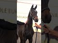 Poulain hongre 2025 Selle Fran&ccedil;ais Dressage par Be sure