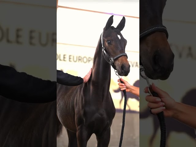 Poulain hongre 2025 Selle Fran&ccedil;ais Dressage par Be sure