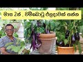 මාස 2න් ඵලදාවක් ගන්න මේ විදියට වම්බොටු