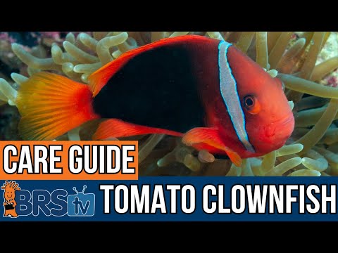 Klaun ohnivý (Amphiprion frenatus) — video o chove a starostlivosti