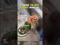 Ranking The Best Parrot Moments
