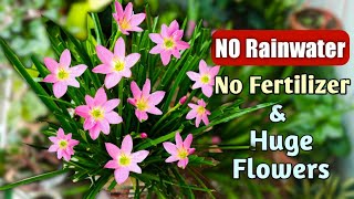 ALL You SHOULD Know Why Rain Lily is NOT Flowering // Rain Lily NOT Flowering