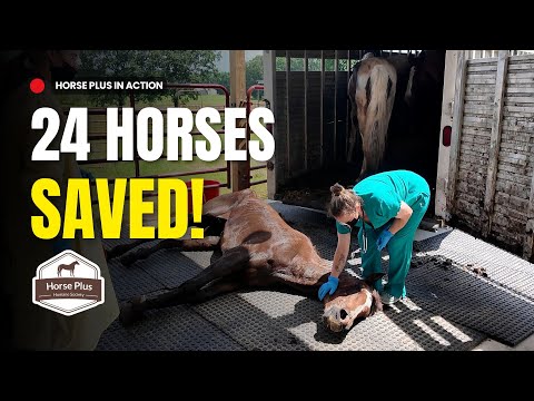 24 Saved From Slaughter | June Almost Live Buyout Intake and Assessment