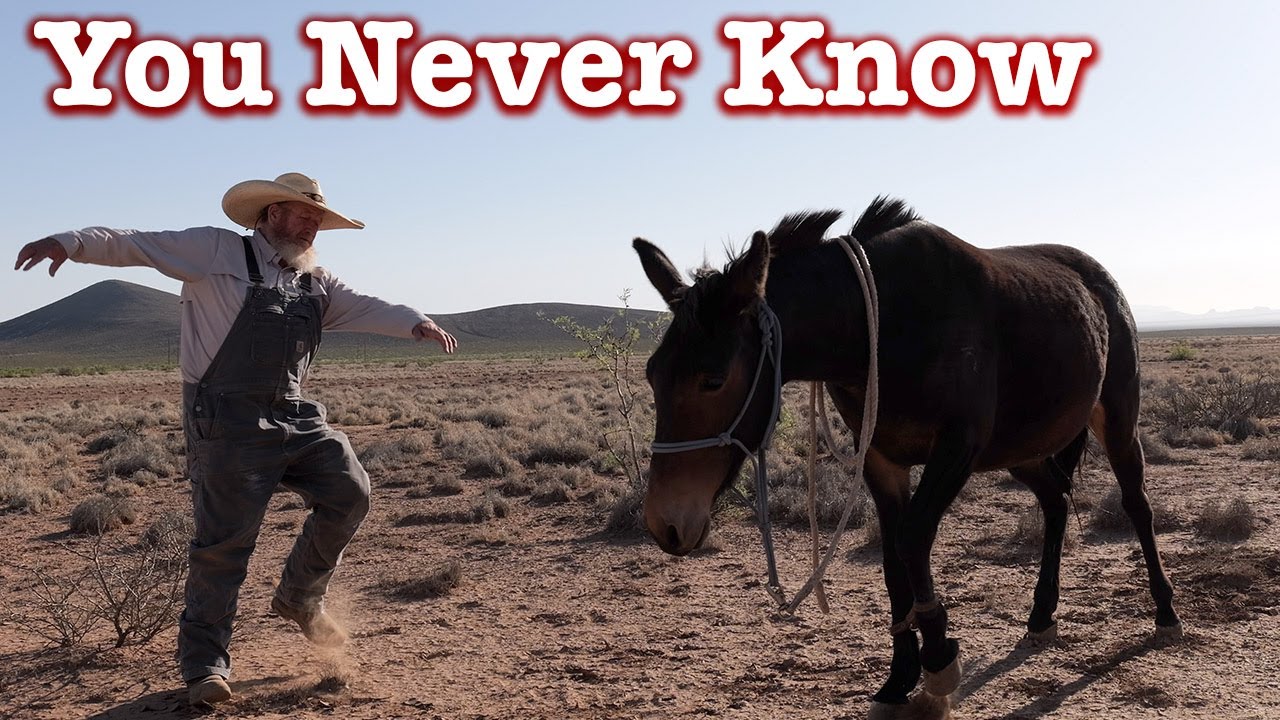 I woke up this morning ... got myself a MULE