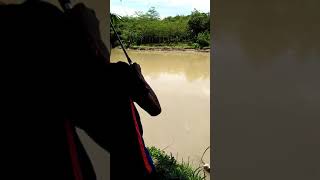 preview picture of video 'Sensasi strike babon melem di sungai serayu part2'