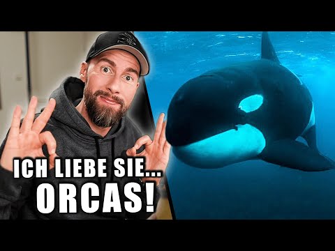 Intelligenter als der Mensch? - Die verrückte Biologie der Orcas! | Robert Marc Lehmann