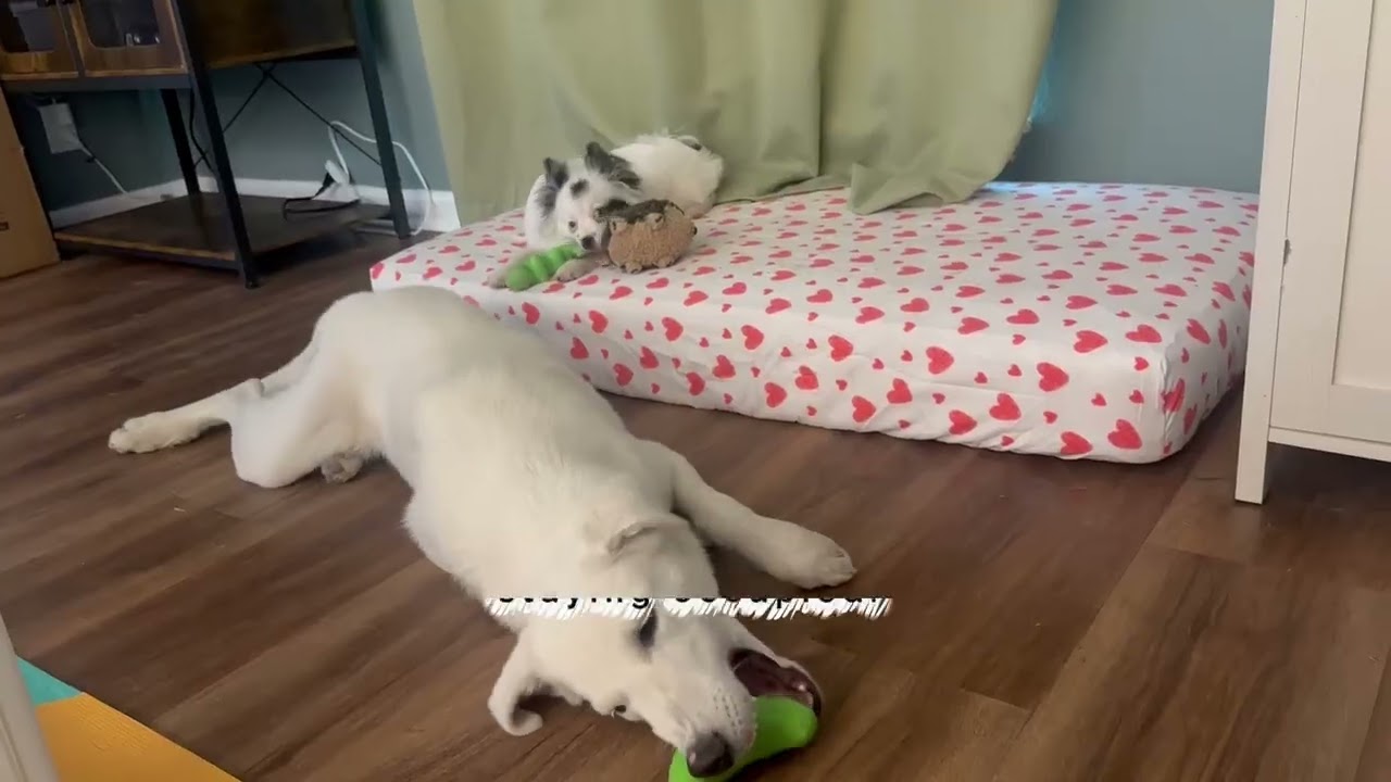 Enlarge Emmett, a ADOPTABLE mixed breed in San Antonio, TX video 6/6