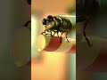 Vegetarian Fly Creature Comforts Shorts