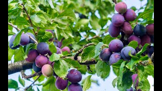 Download lagu #PlumFruits Ano Ba Ang Prutas Na PLUM? Nakakain Naba Kayo Nito? mp3 Download lagu #PlumFruits Ano Ba Ang Prutas Na PLUM? Nakakain Naba Kayo Nito? mp3