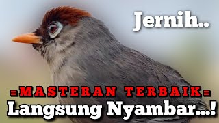 Download lagu Masteran andalan top...Semua Jenis Poksay Mandarin Langsung ikut Nyambar, pancingan Ampuh mp3 Download lagu Masteran andalan top...Semua Jenis Poksay Mandarin Langsung ikut Nyambar, pancingan Ampuh mp3