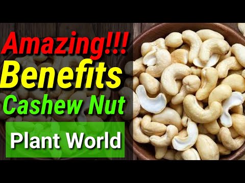 🔴 Cashew Nut • The Amazing Benefits of Cashew Nuts || Plant World