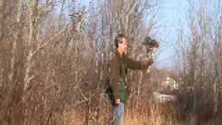 Red-tailed Hawk first free flights in falconry