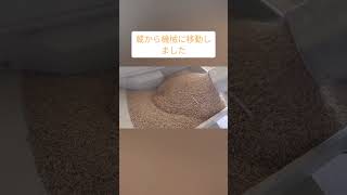 籾すり作業