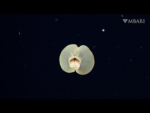 YouTube видео