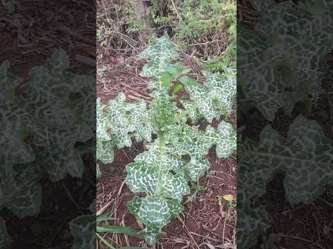 3 benefícios do cardo mariano