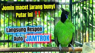 Download lagu Cucak ijo mini 💯 pancingan paling ampuh agar cepat jamtrok 💯gacor mp3 Download lagu Cucak ijo mini 💯 pancingan paling ampuh agar cepat jamtrok 💯gacor mp3