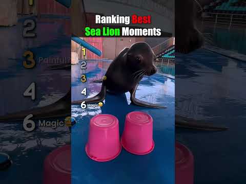 Ranking Best Sea Lion Moments