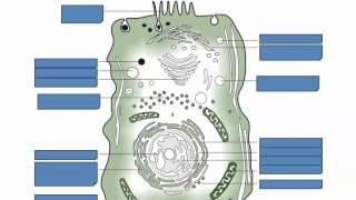 Prokaryotic and Eukaryotic Cells (IB Biology)