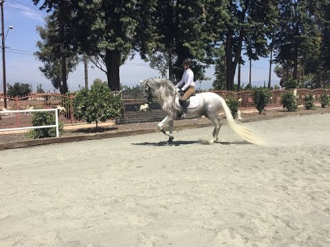 **For Sale** Dreamboat Andalusian Stallion!
