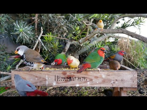 Bird Feeding Frenzy | Birds at the Feeder | Video For CATS