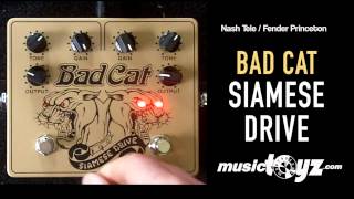 Bad Cat Siamese Drive - What To Know & Where To Buy | Equipboard