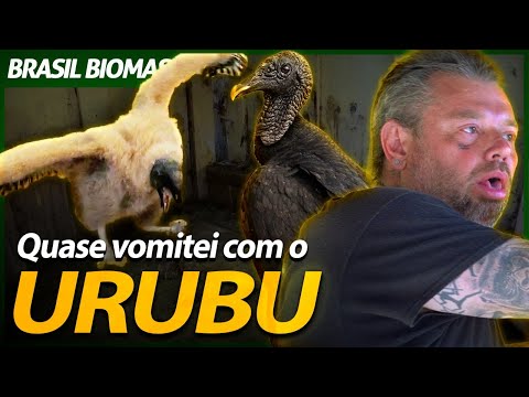 QUASE VOMITEI NO NINHO DO URUBU! | RICHARD RASMUSSEN