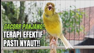 Download lagu Kicau Kenari Gacor Paling Dicari Dijamin Nyaut!! | Pancingan Masteran Kenari Terbaik mp3