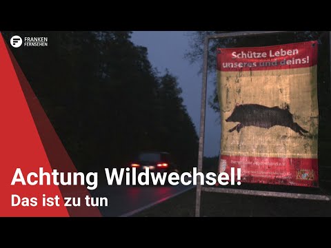 Achtung Wildwechsel: Das ist zu tun!