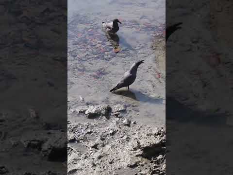 Lava Gull (Leucophaeus fuliginosus) Distribution #seagulls #galapagoswildlife #birdfacts