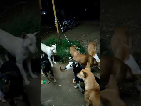 #bangalore Dogs 🐕