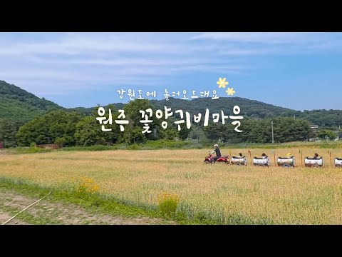 원주 꽃양귀비마을