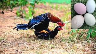 Hen Mating 😅 || Mating || Rooster Mating
