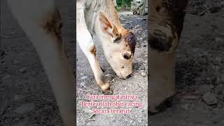 Download lagu causes of worms in calves mp3 Download lagu causes of worms in calves mp3