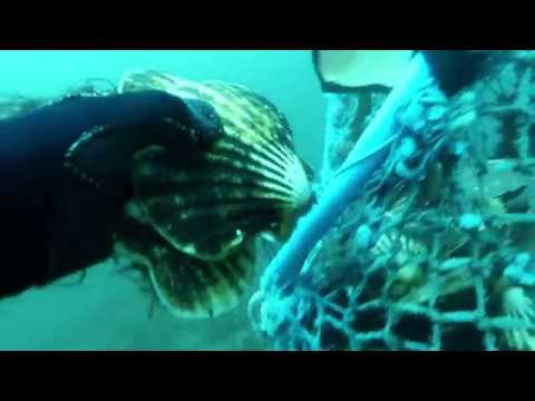 Scallop Diving West Coast of Scotland