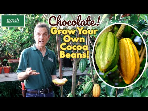 The Cocoa Plant (Theobroma cacao 'Trinitario') - Grow Your Own Cocoa Beans at Home!