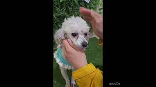 Video preview image #1 Poodle (Toy) Puppy For Sale in Seattle, WA, USA