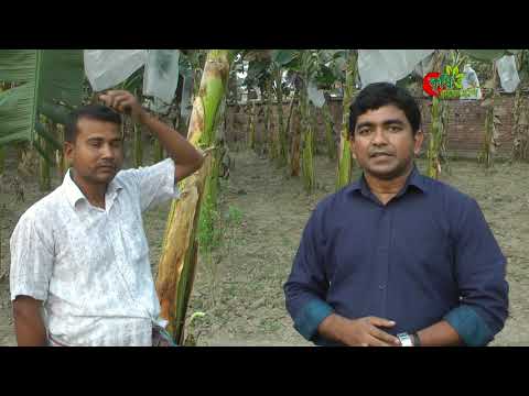 ২০ হাজার টাকায় দেড় লক্ষ টাকার কলা উৎপাদন ৩৩ শতক জমিতে-কলার ব্যাগিং ও গুটি সারের ম্যাজিক২০ হাজার টাকায় দেড় লক্ষ টাকার কলা উৎপাদন ৩৩ শতক জমিতে-কলার ব্যাগিং ও গুটি সারের ম্যাজিক