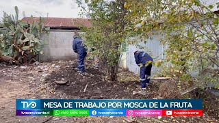 Mesa técnica se reúne por brote de mosca de la fruta en Chimbarongo