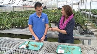 Living808: Akatsuka Orchid Gardens