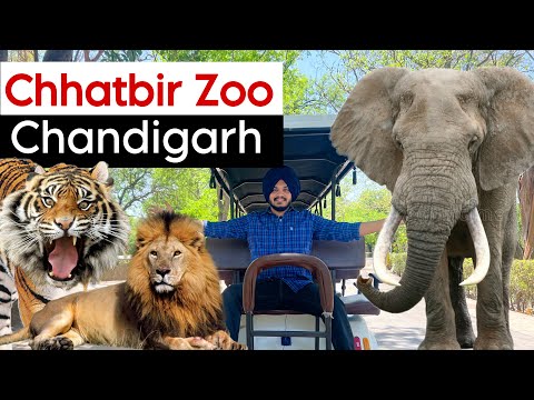 Chhatbir Zoo Chandigarh | Top Place in Chandigarh | Chhatbir Zoo Tour