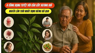 Cây Xương Khỉ (Bìm Bịp): 6 Công Dụng VÀNG Chữa Đau Xương Khớp, Mát Gan, Hỗ Trợ Ung Thư