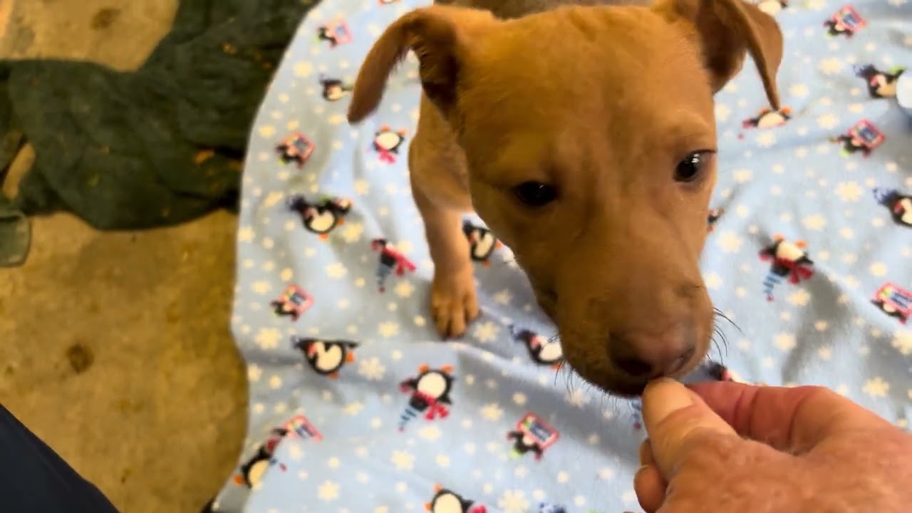Enlarge LAWRENCE, a ADOPTABLE mixed breed in Wasco, CA video 6/6