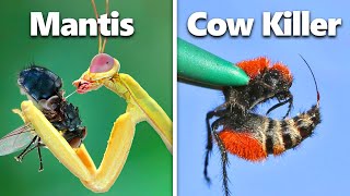 Download lagu I Built Homes For Exotic Insects... mp3