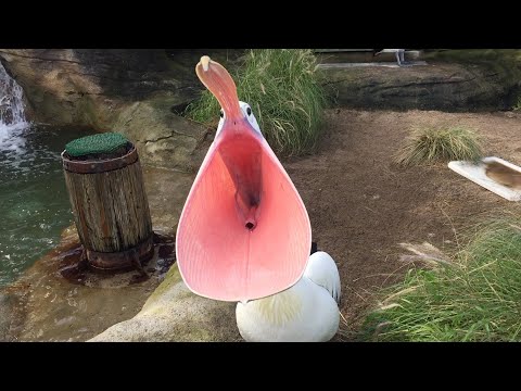 Pelican feeding - Taronga Zoo, Sydney, Australia