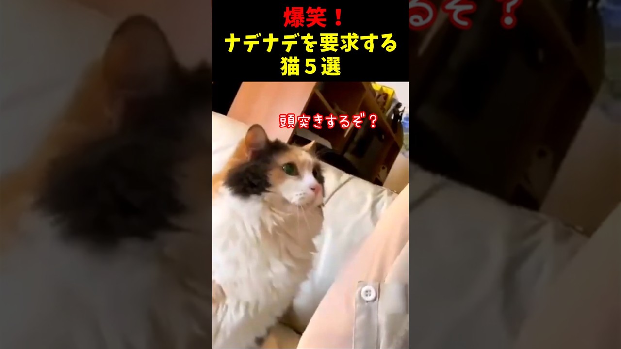 爆笑！ナデナデを要求してくるネコ５選#cat #面白集  #ねこ #笑ったら負け